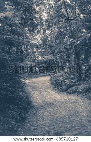Old vintage photo. A Ground path in a deciduous forest park in summer
