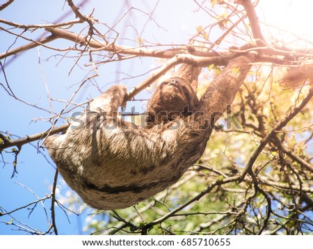 Three-toed sloth, Bradypus variegatus, hanging from a branch, Santa Cruz, Bolivia, South America