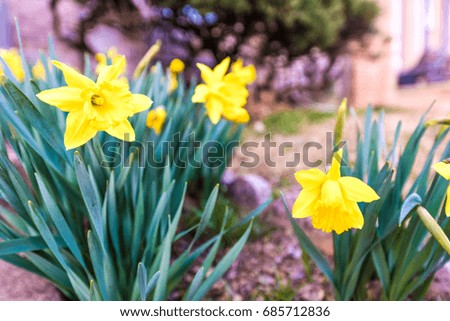 Many open yellow daffodils closeup in flowerbed in early spring