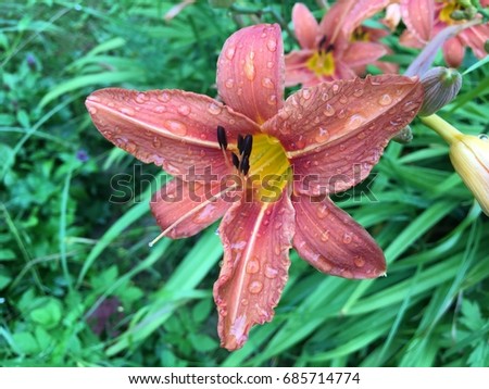Lily flower after rain in lily bush. Blossom background. flower plant and Garden flowers background. lilly flower with leafs. Transparent raindrops on leaves in rainy weather. Bright drop macro lilly