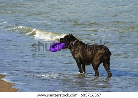 One large dark brown fighting dog dog plays with a toy in the form of a ring in the water against the background of sea water.