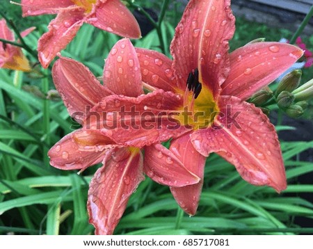 Lily flower after rain. lily bush. Blossom background. flower plant. Garden flowers background. Orange lily flower with leafs branch. Transparent raindrops on leaves. rainy weather. Bright drop macro
