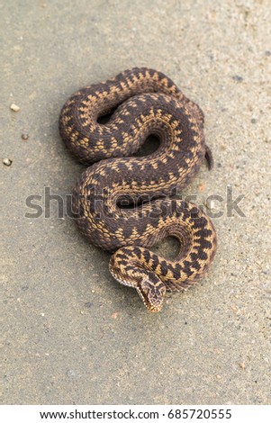Brown female of Common European Adder, Vipera berus, on dirt road, picture from above Royalty-Free Stock Photo #685720555