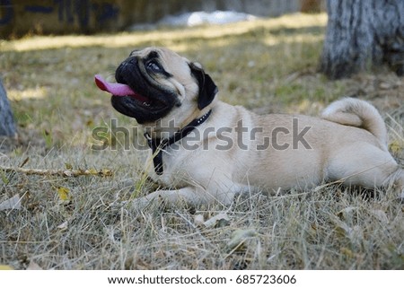 Cute pug puppy lies in the park and rests.