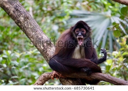 Spider monkey in rain forest with open mouth. Room for copy on left. 