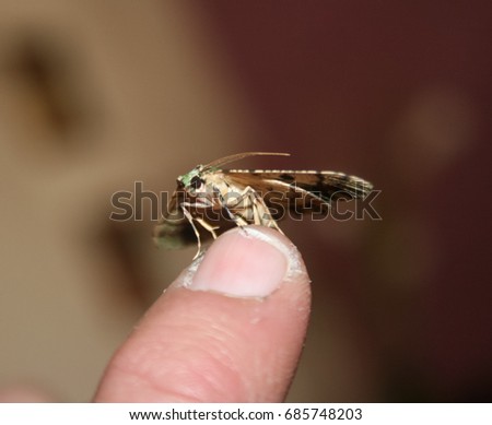 A close-up photograph of a Green Carpet Moth perched on the tip of somebody's finger in Brisbane, Australia.   