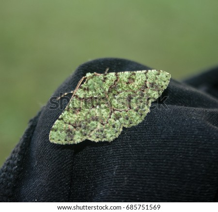 A close-up photograph of a Green Carpet Moth in Brisbane, Australia.   
