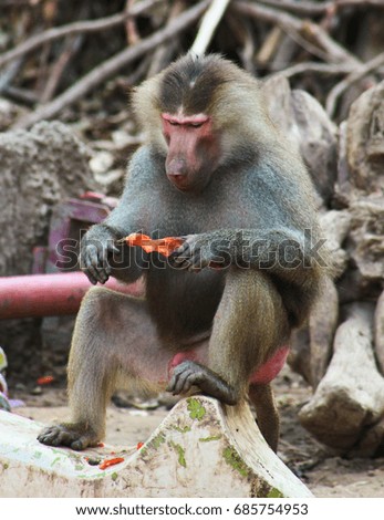 Baboon Monkey Chilling in the Zoo