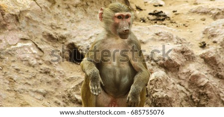 Baboon Monkey Chilling in the Zoo