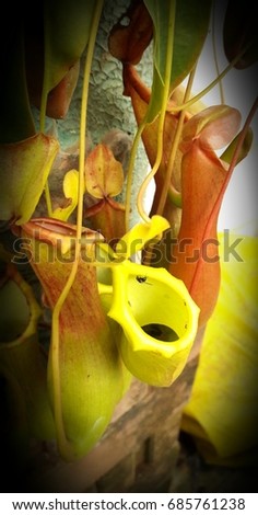 Nepenthes,  pitcher plant
