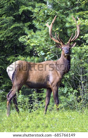 Bull elk - photographed in Elk State Forest, Elk County, Benezette, Pennsylvania.