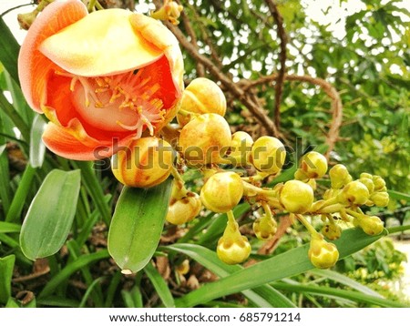 cannonball tree  flowers . flower of Buddha history