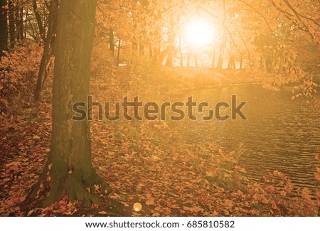 The sun is shining in the autumn forest in the evening
