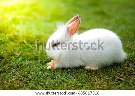  lovely rabbit eating food 