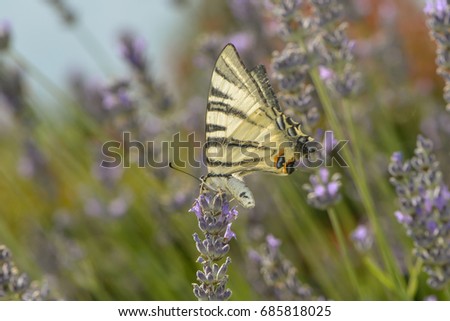 a butterfly on a lavender blossom