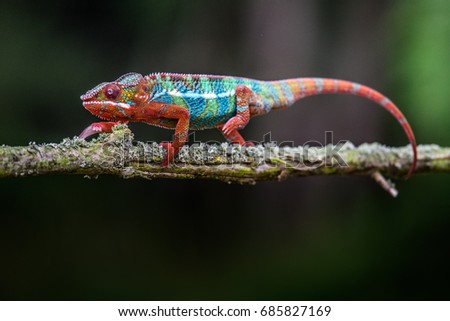 Chameleon Furcifer pardalis Ambolobe 2 years old, Madagascar endemic Panther chameleon in angry state, pure Ambilobe (Chamaeleoninae) 