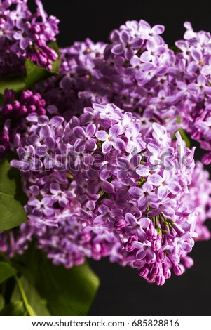 A bouquet of violet lilac on black