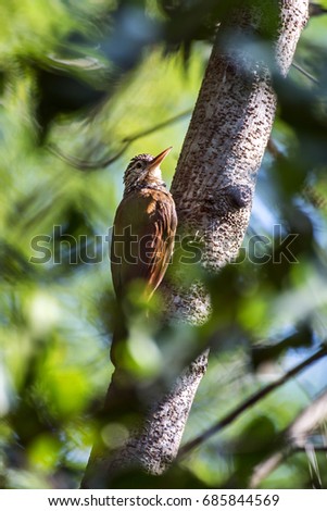 Straight-billed Woodcreeper photographed  in Vitória, Espí­rito Santo - Southeast of Brazil. Atlantic Forest Biome. Picture made in 2013.