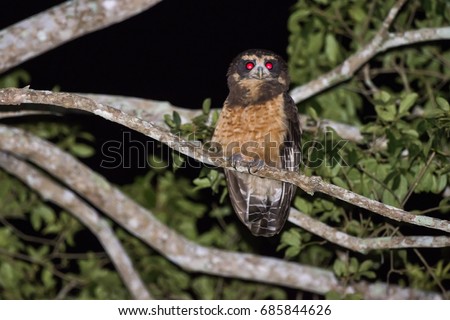 Tawny-browed Owl photographed in Conceição da Barra, Espí­rito Santo - Southeast of Brazil. Atlantic Forest Biome. Picture made in 2013.