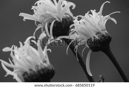 wild flowers in ireland in black and white