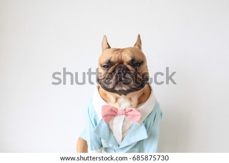 French bulldog in tuxedo, blurry at his body Royalty-Free Stock Photo #685875730