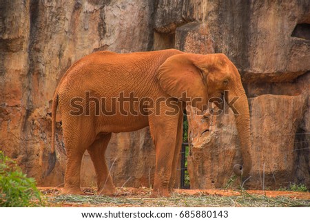 Red African elephant