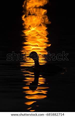Little grebe in beautiful reflection. Early morning on river. A small duck floating on the river with glamorous orange background. Colorful simple picture of wild bird.