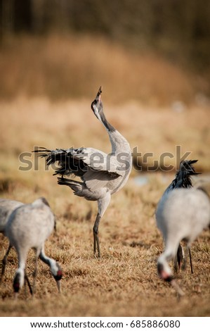The common crane, Grus grus, trumpeting in the middle of flock near Hornborga lake in Sweden, Scandinavia. Typical behavior of cranes during spring migration.