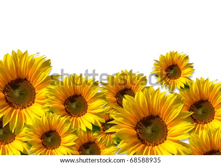 Flower field - isolated sunflowers against white background - including clipping path