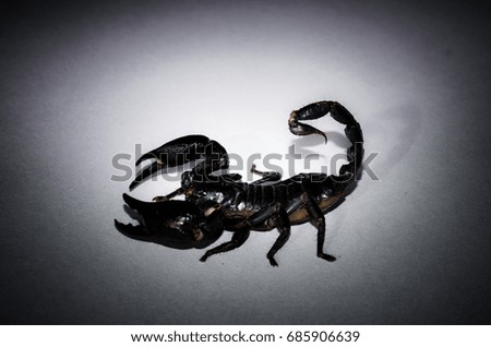 Black Scorpion on the vintage background