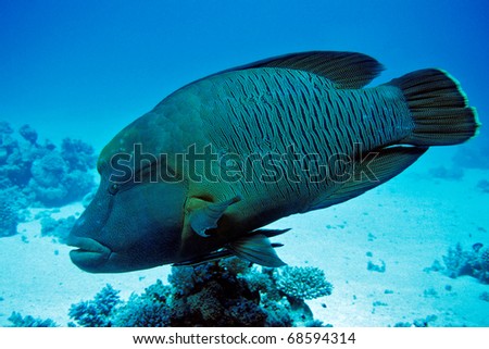 Napoleonfish - Red Sea, Egypt Royalty-Free Stock Photo #68594314