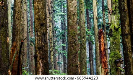 Trees in the pacific northwest 
