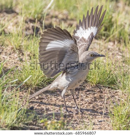 Northern mockingbird strikes an interesting pose with both wings fully extended upwards, revealing its white wingbars.