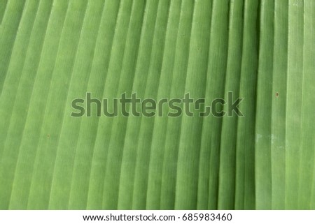 Green banana leaf abstract background