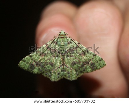 A close-up photograph of a Green Carpet Moth in Brisbane, Australia. 
