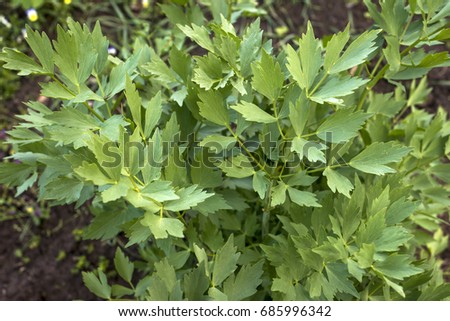 lovage in the garden, green leaves, Levisticum officinale Royalty-Free Stock Photo #685996342