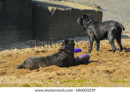 Two dogs Rottweiler in the water by the sea playing with a toy in the form of a ring