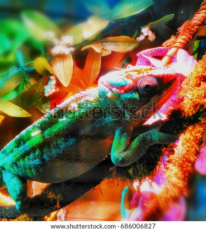 Panther Chameleon with Cricket Top Hat Under Basking Lamp