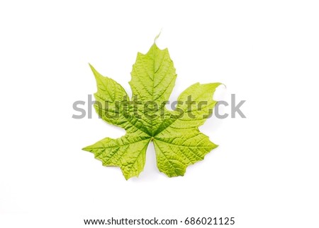 Operculina turpethum Leaves in white background 