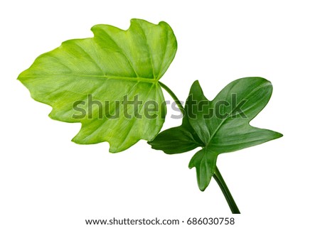 natural different jungle rain forest green leaves, philodendron isolated on white background, close up