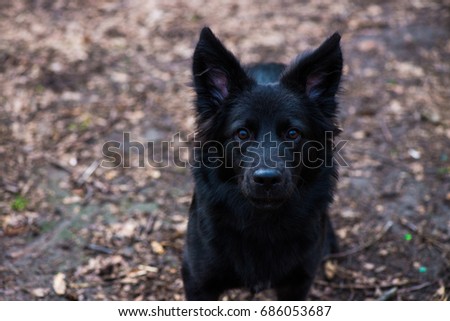 Nice black Shepherd looks dog pets outdoor