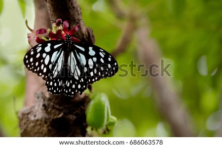 black and white butterfly  drinking nectar from a bunch of flowers
