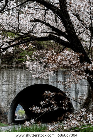 Road Tunnel with cherry blossom full bloom in spring season,Kawaguchiko,Japan. 