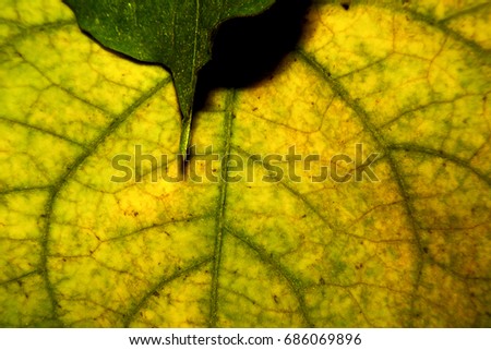 Abstract pattern texture of green-yellow leaf