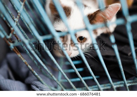 cat in a shelter, cat in a cage