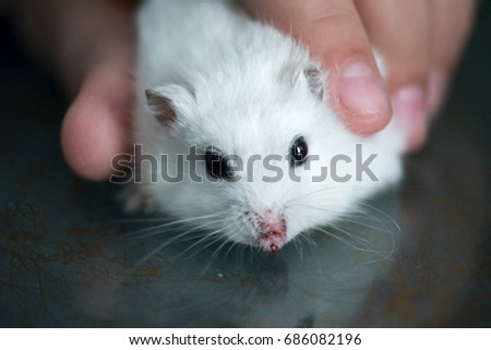 funny picture, hand holding a white small hamster/mouse,in same way like holding a computer mouse.