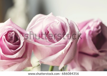 Delicate pink roses in soft color and blur style. Selective focus. To use as background for creative design for birthday, Valentine's Day, wedding, celebration.
