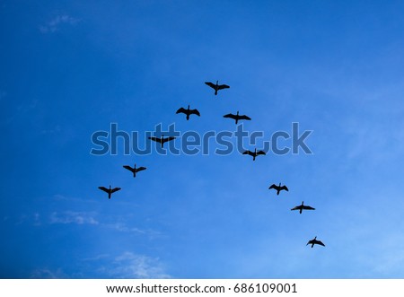 Group of birds flying V shape over blue sky, Flock of bird flying in V-formation Royalty-Free Stock Photo #686109001