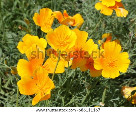 Yellow hornpoppy flowers