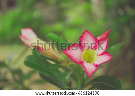 Pink Bignonia with Beautiful pink flower.